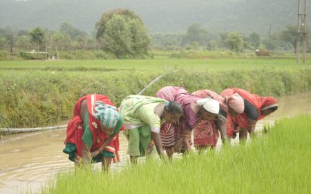 समय पर मिला खाद, खिल उठी उम्मीदें, संतोष की मेहनत में भरेंगे रंग