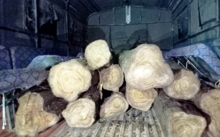 केशकाल वनमंडल के जंगल से अवैध परिवहन करते सागौन की लकड़ी जब्त