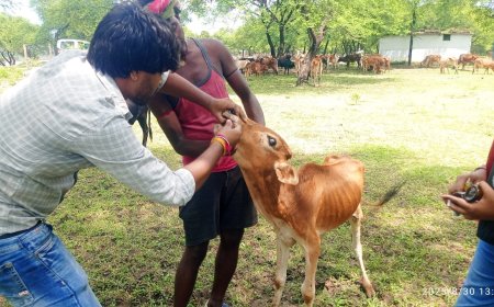 पशु चिकित्सा शिविर में मवेशियों को लम्फी बीमारी से बचाव हेतु टीकाकरण