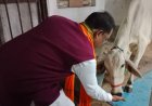 CM Sai feeds roti and jaggery to cow at CM House, prays for the welfare of people of the state