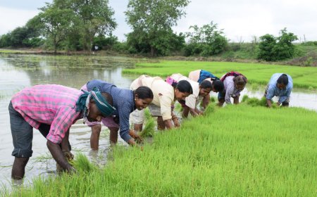 धमतरी : लेख : रजत महोत्सव : धमतरी जिले की कृषि प्रगति : 25 वर्षों की उपलब्धियों की सुनहरी गाथा