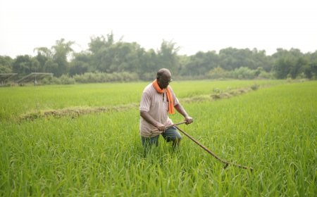 छत्तीसगढ़ में ग्रिड पद्धति से खेती कर लिखी सफलता की नई इबारत