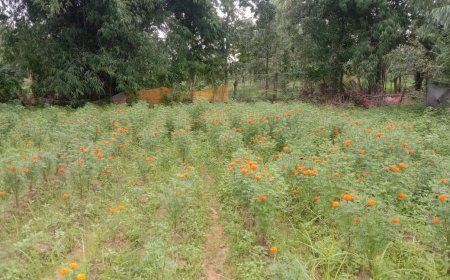 रायपुर : गेंदा फूल की खुशबू से महक रहा महिलाओं का जीवन 