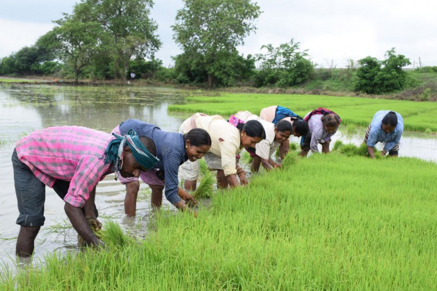 धमतरी : लेख : रजत महोत्सव : धमतरी जिले की कृषि प्रगति : 25 वर्षों की उपलब्धियों की सुनहरी गाथा