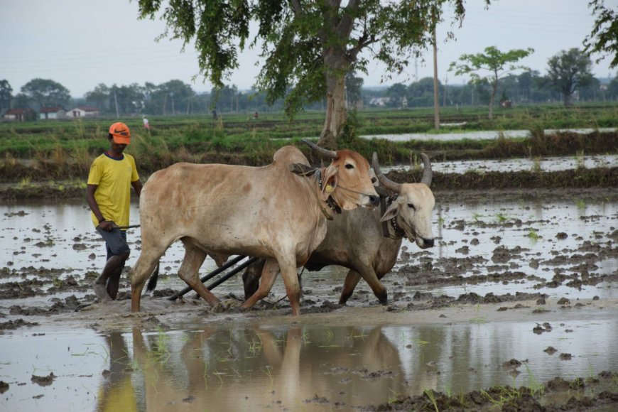 धमतरी : लेख : रजत महोत्सव : धमतरी जिले की कृषि प्रगति : 25 वर्षों की उपलब्धियों की सुनहरी गाथा
