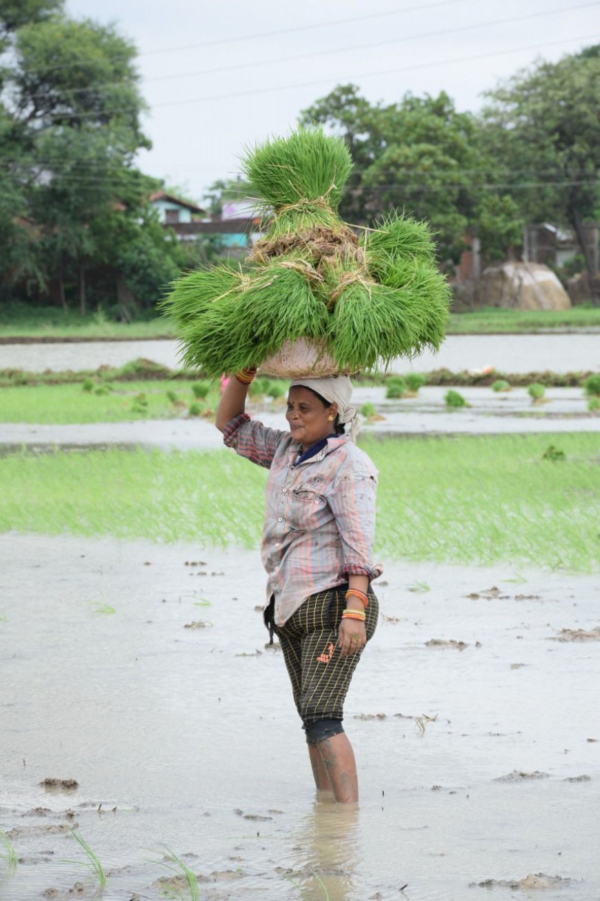 धमतरी : लेख : रजत महोत्सव : धमतरी जिले की कृषि प्रगति : 25 वर्षों की उपलब्धियों की सुनहरी गाथा
