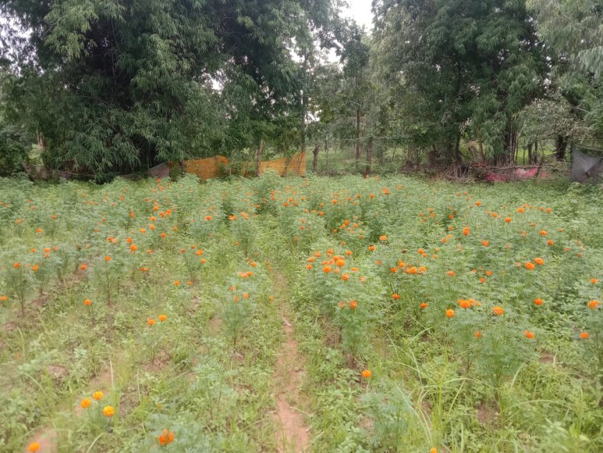 रायपुर : गेंदा फूल की खुशबू से महक रहा महिलाओं का जीवन 